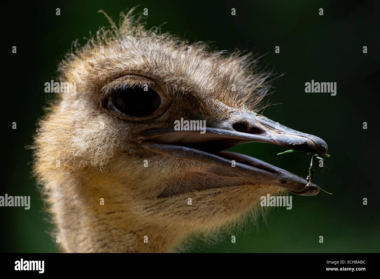 Lo struzzo comune (Struthio camelus), l'uccello vivente più alto e pesante. Foto Stock