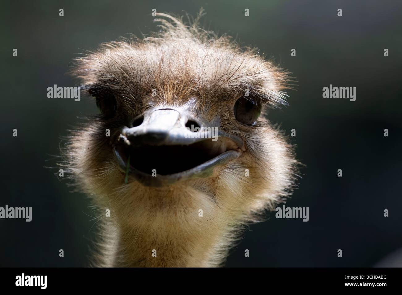 Lo struzzo comune (Struthio camelus), l'uccello vivente più alto e pesante. Foto Stock