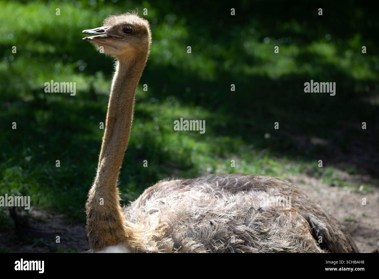 Lo struzzo comune (Struthio camelus), l'uccello vivente più alto e pesante. Foto Stock