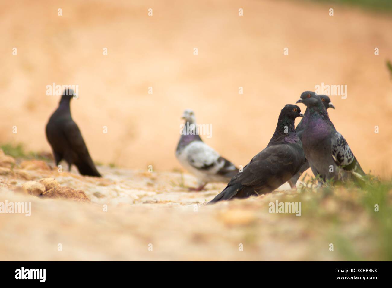 Piccioni in una zona rurale di El Santuario, Antioquia, Colombia Foto Stock