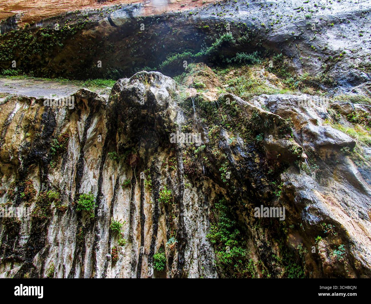 L'acqua penetra attraverso la roccia porosa di arenaria dello Zion Canyon, Utah, formando una piccola cascata a Weping Rock. Foto Stock