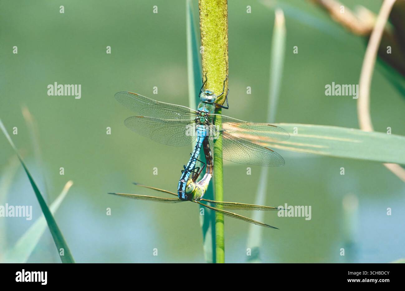Dragonfly Imperatore (Anax imperator), adulti in ruota di accoppiamento Foto Stock