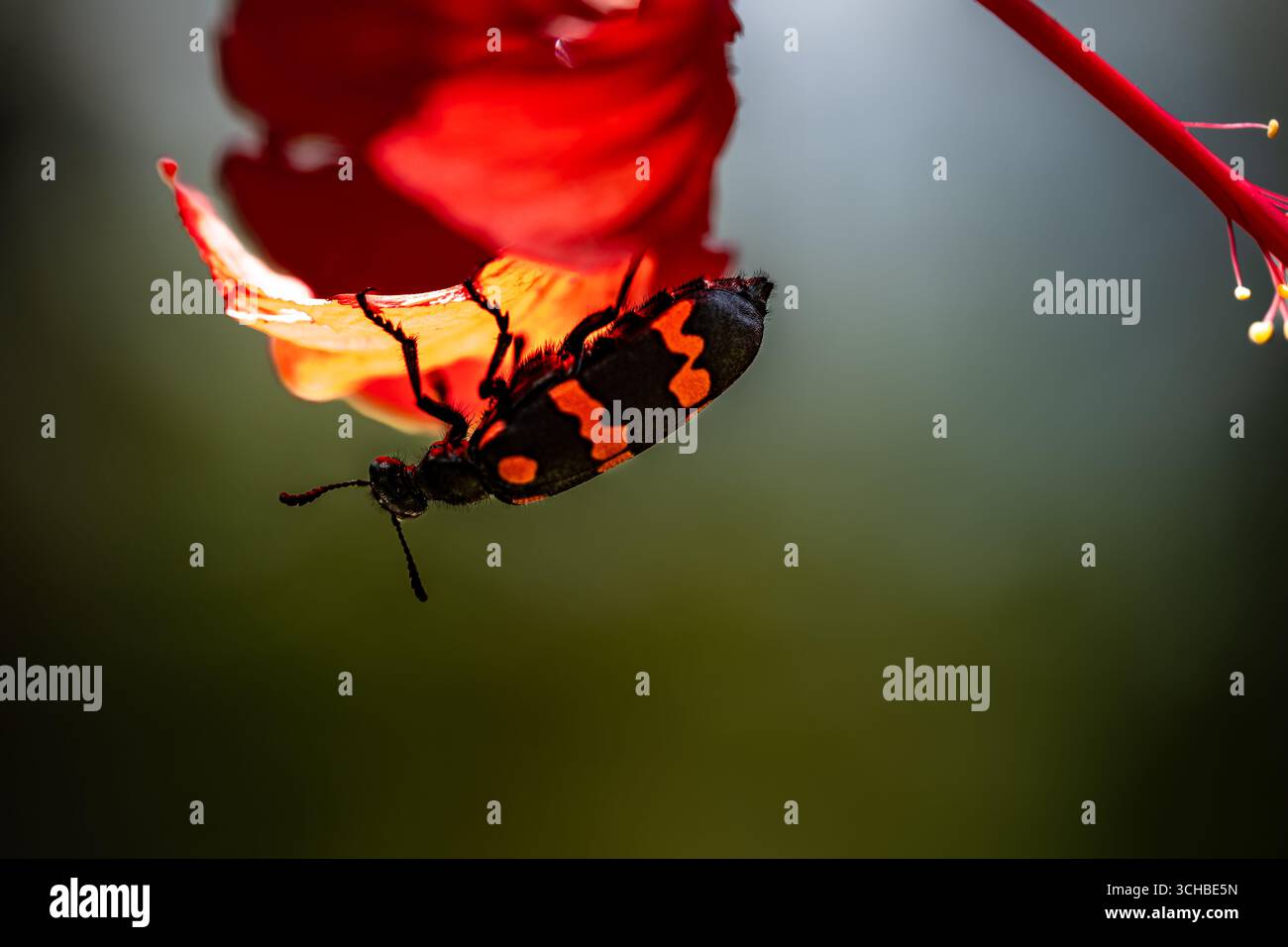 Coleottero blister Mylabris pustulata su petali di fiori di ibisco a Coimbatore in India Foto Stock