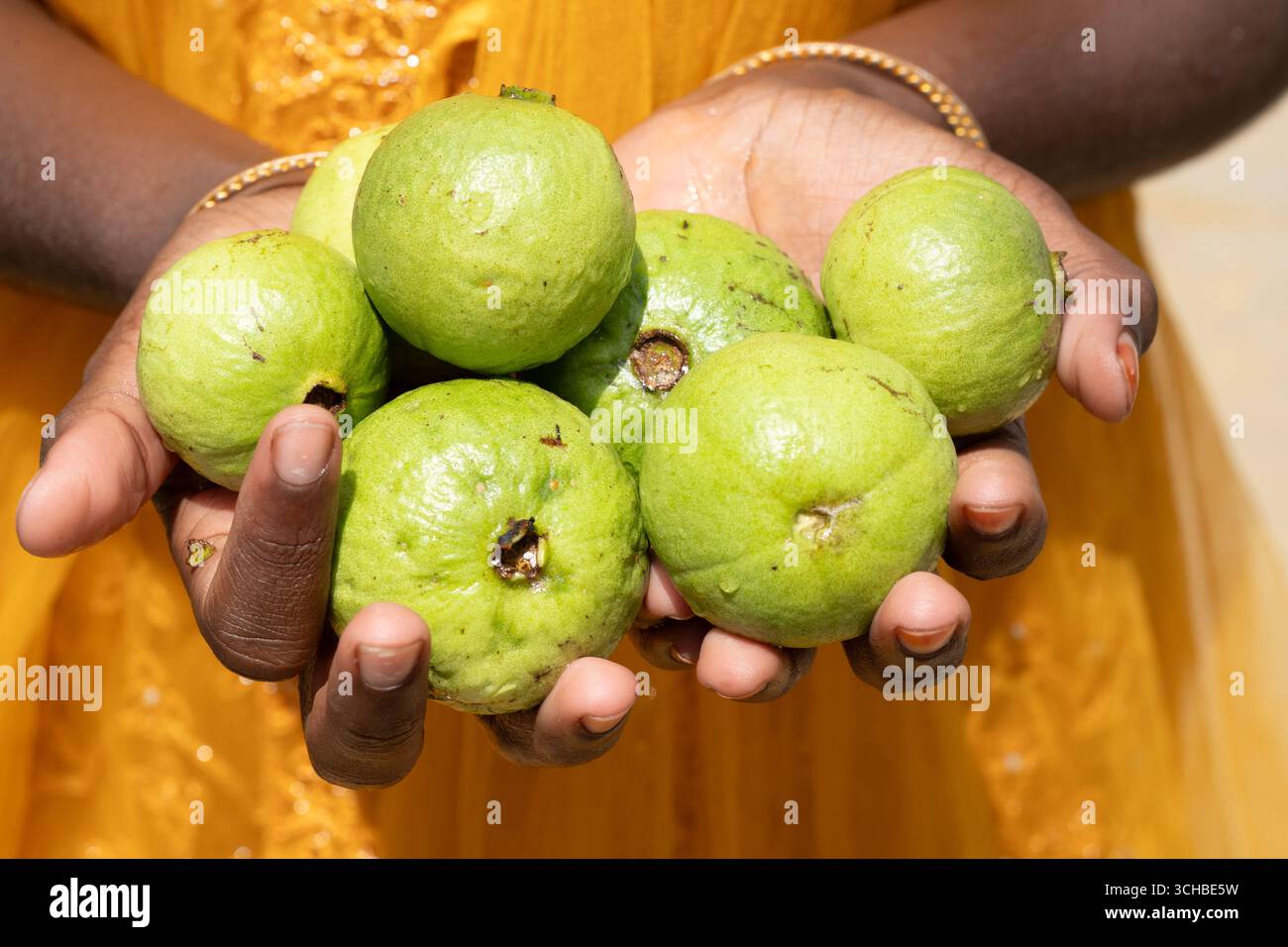 A mano che tiene in mano la frutta fresca di guava Psidium guajava a Coimbatore India Foto Stock
