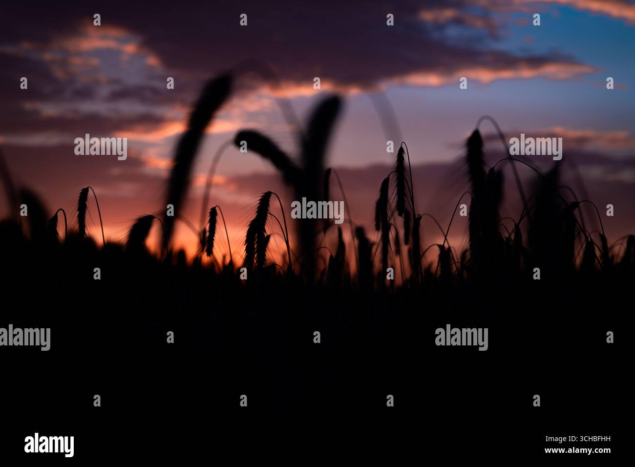 Tramonto sul campo di grano secco caldo estivo sulle montagne di Krkonose Foto Stock