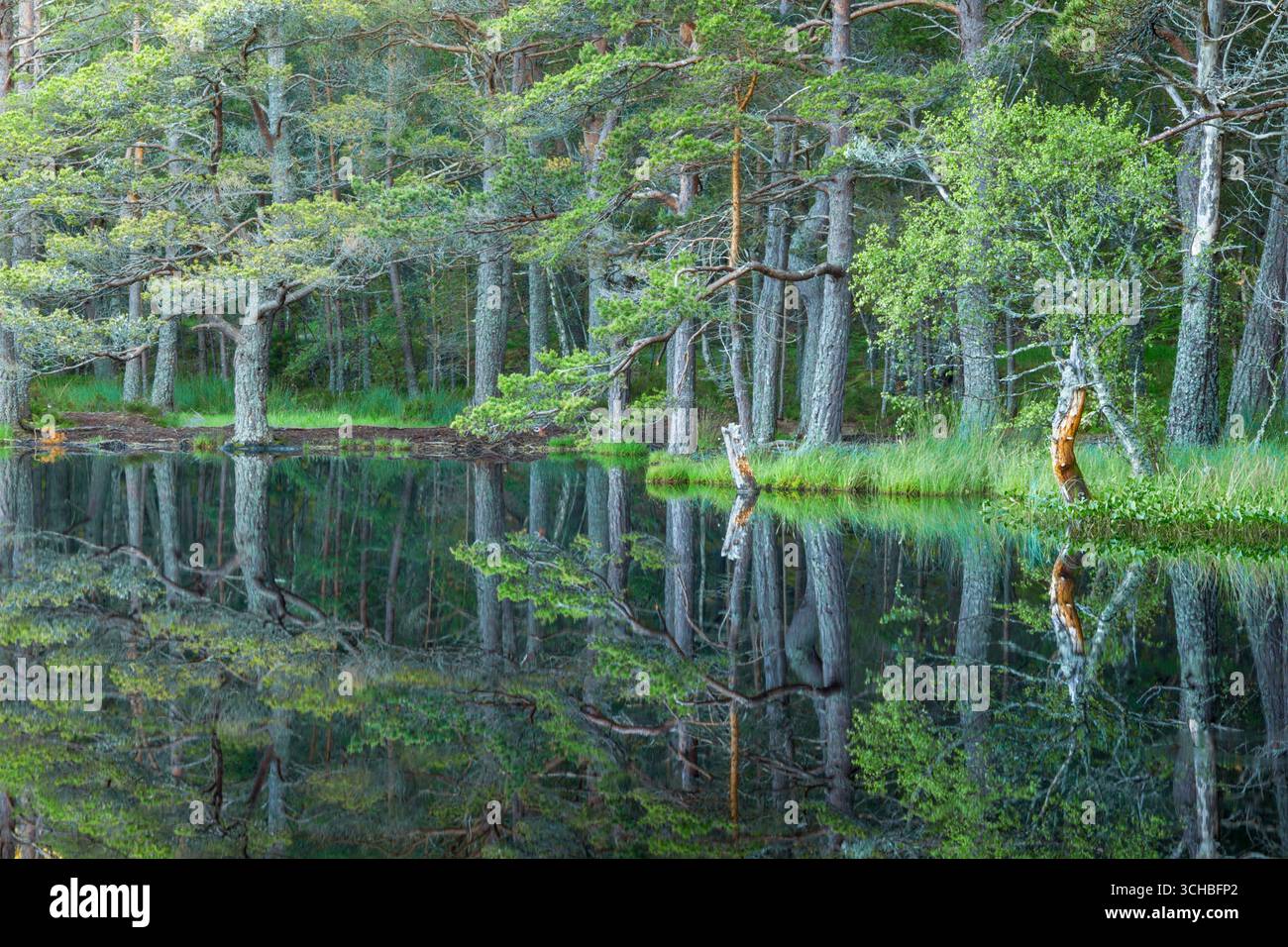 Pino scozzese (Pinus sylvestris) noto anche come pino scozzese, pino Baltico e pino rosso europeo Foto Stock