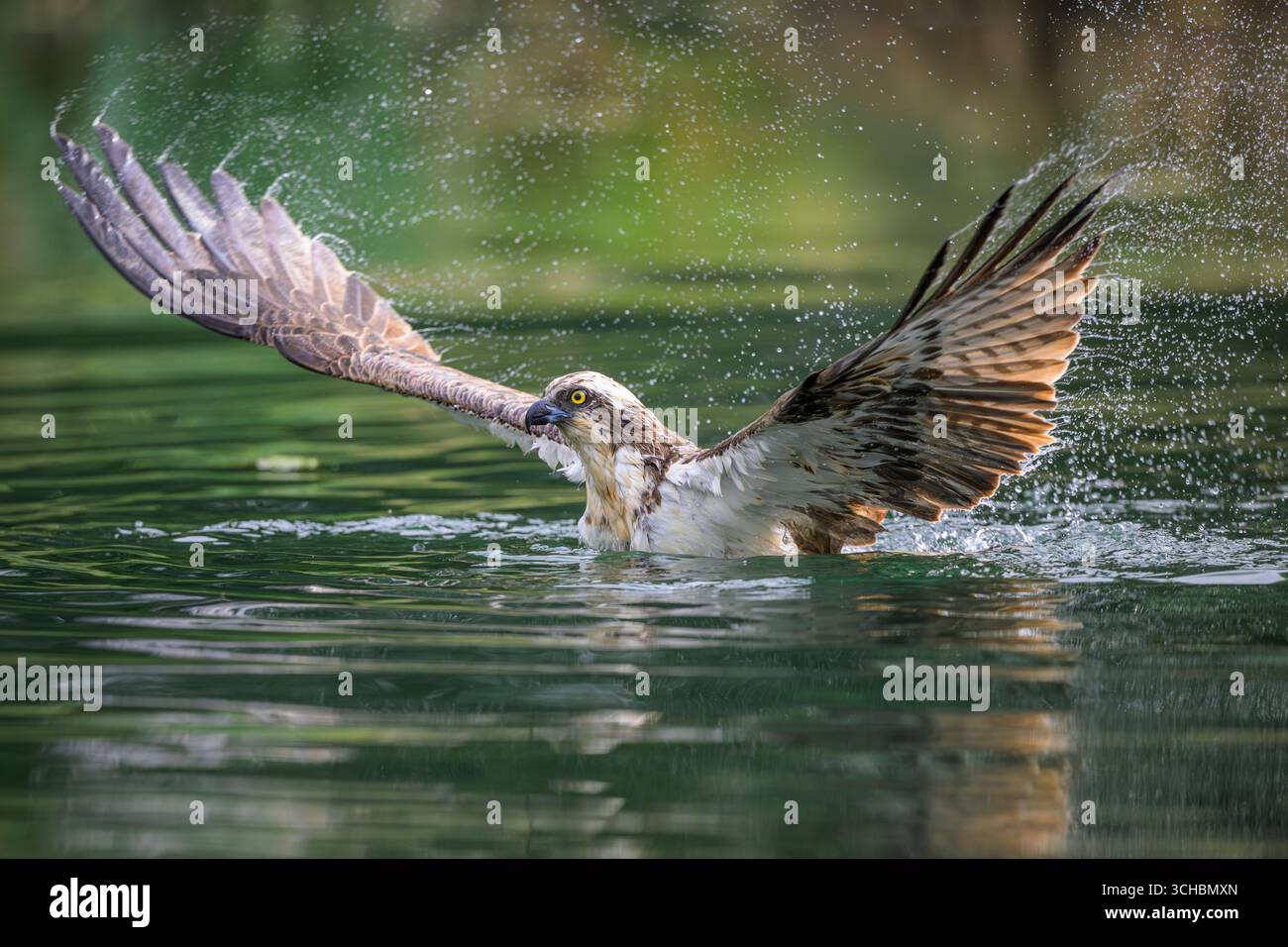 Osprey nell'acqua, spruzzi provenienti da battute, striature allungate mentre scuote l'acqua prima di volare via. Horn Mill Trout Farm. Rutland Foto Stock