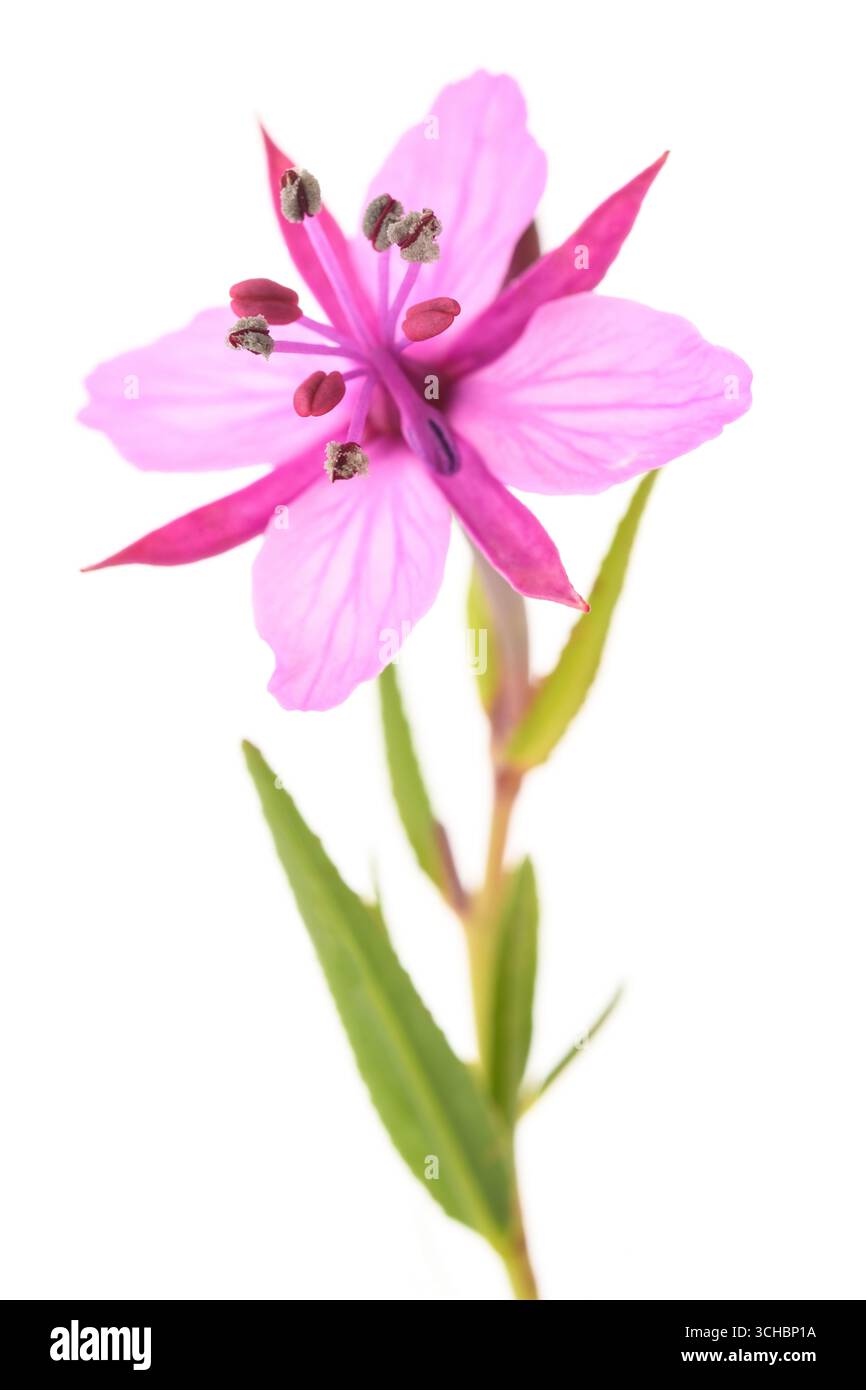 Fiore di erbe di Willow isolato su sfondo bianco Foto Stock