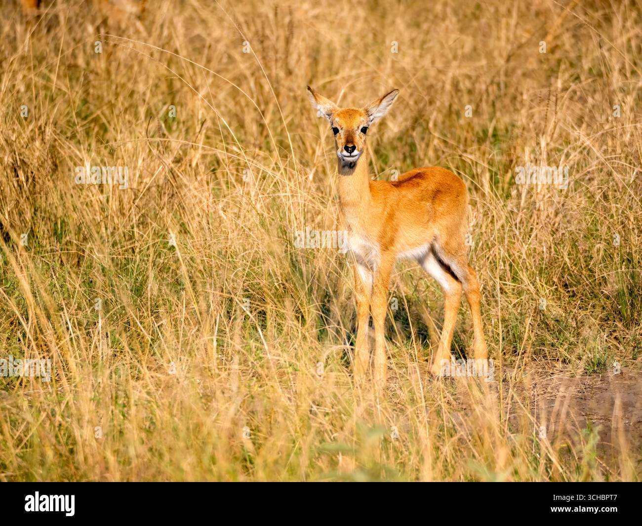 Una giovane antilope di erba (Kobus kob), conosciuta anche come Uganda kob, fotografata nella savana del Queen Elizabeth National Park. Questo parco è il più bello Foto Stock