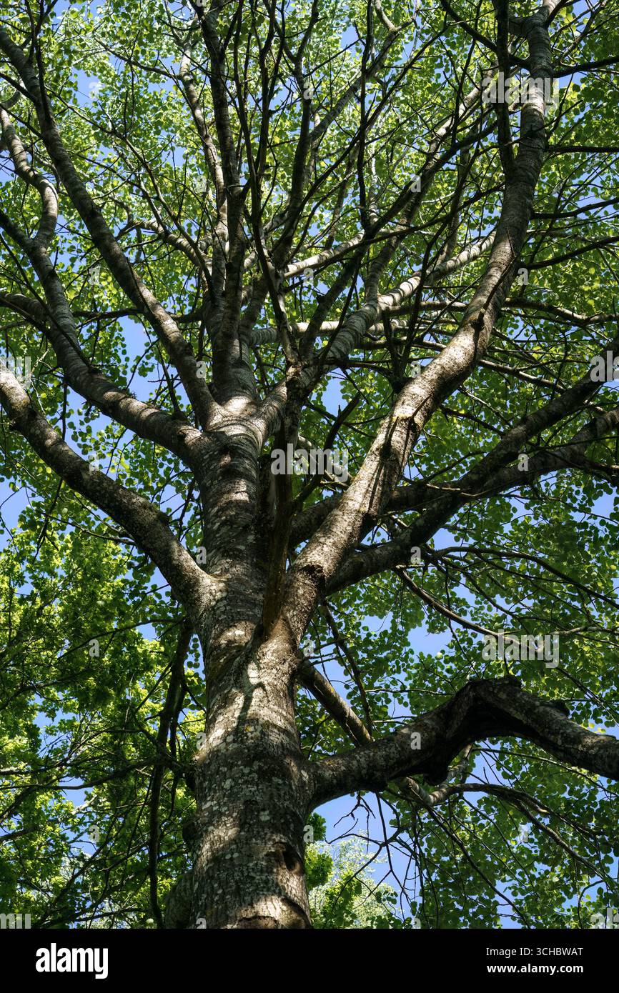 Rami d'albero che raggiungono il cielo blu in una giornata di sole Foto Stock