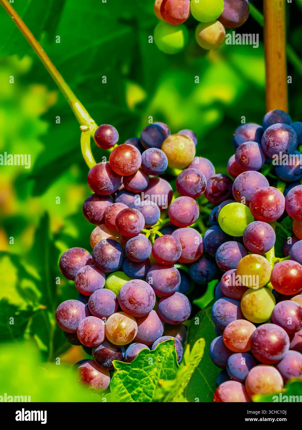 Bel primo piano di uva fresca. Fotografia Fruit ad alta risoluzione per pubblicità, marketing, progettazione di siti Web, arti culinarie e salute Foto Stock