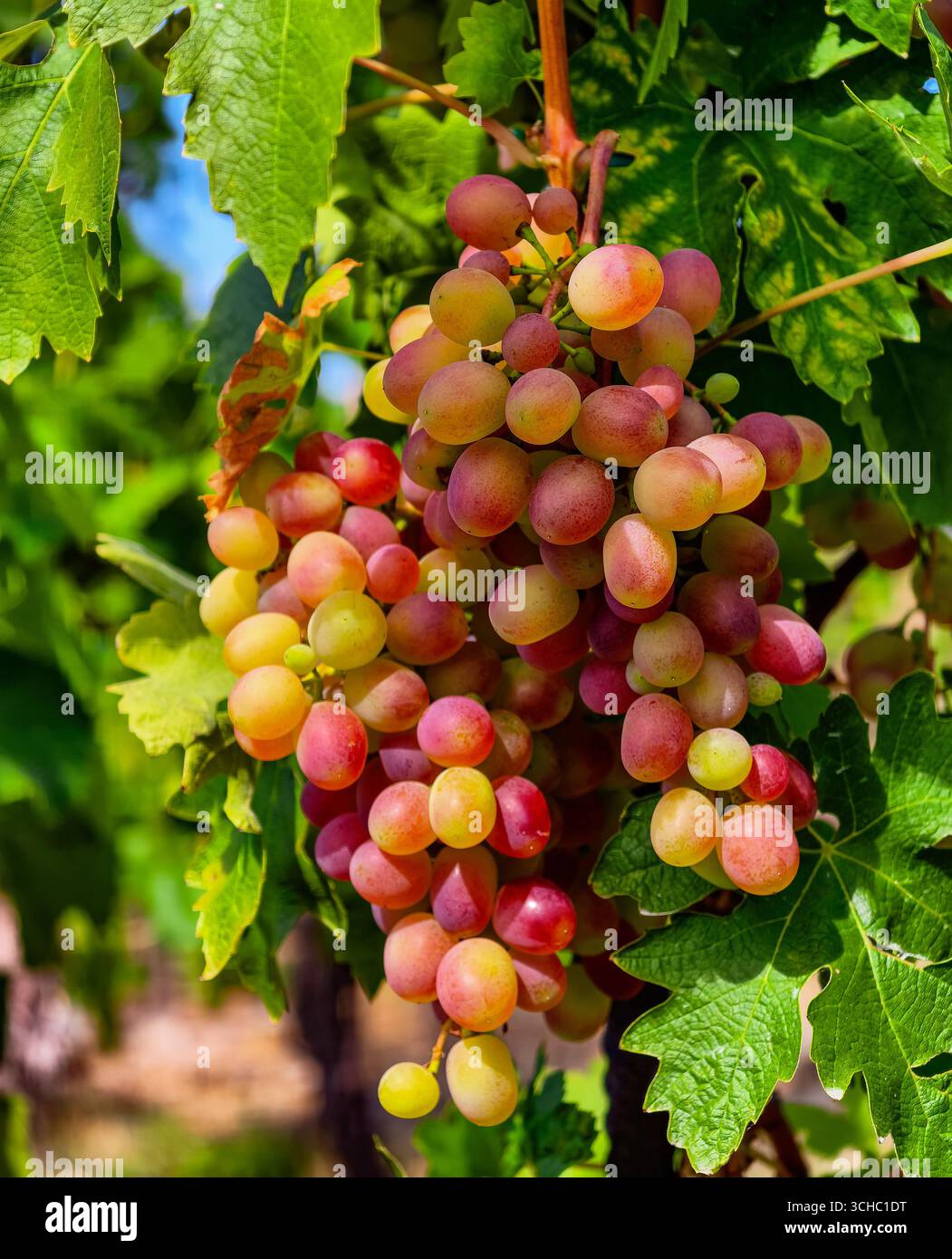 Fotografia ravvicinata di uve organiche vibranti - perfetta per pubblicità, marketing, arti culinarie, vita sana, social media, e le promozioni digitali per migliorare l'attrattiva e il coinvolgimento visivo Foto Stock