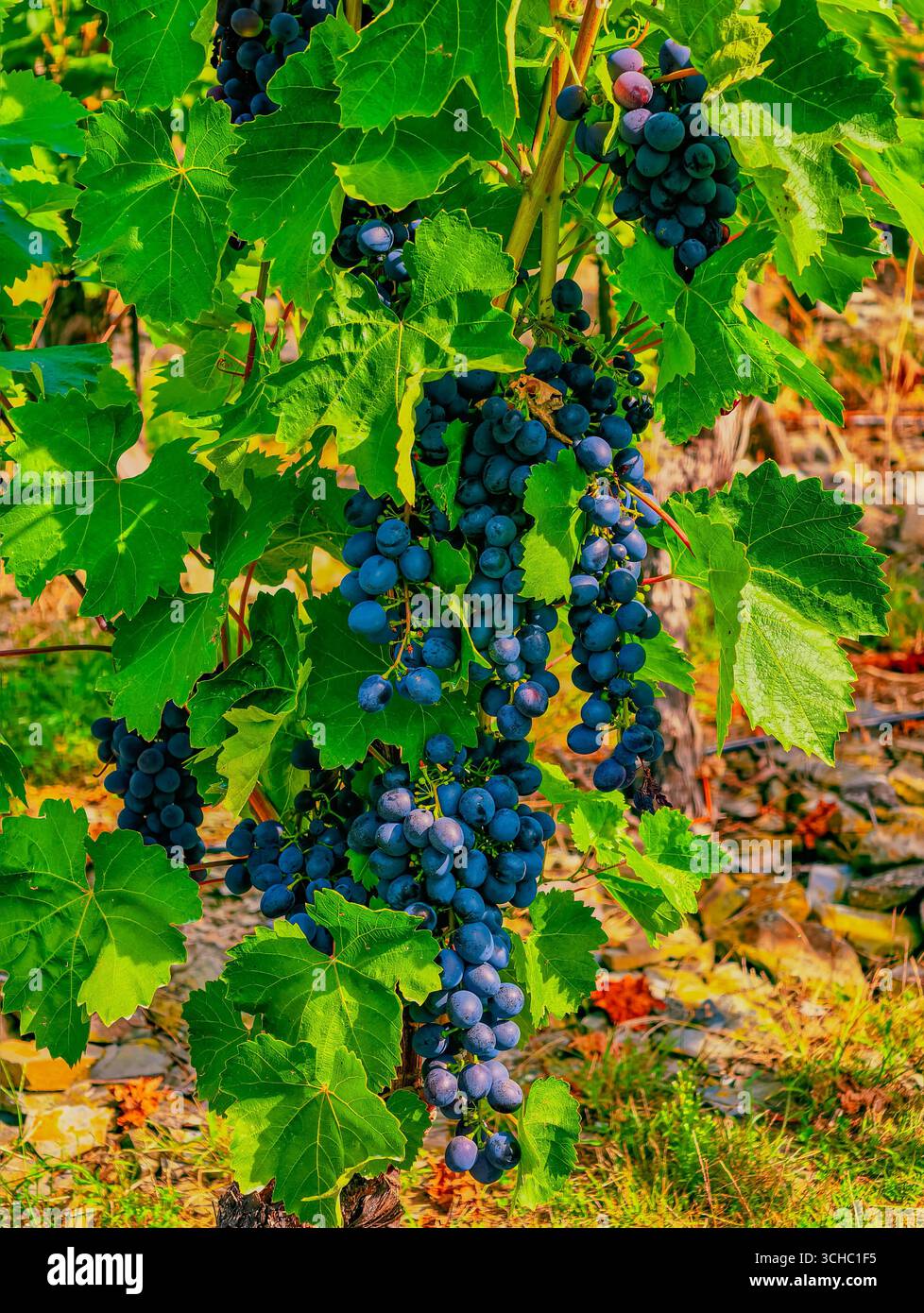 Primo piano sulle uve fresche: Fotografia di frutta ad alta risoluzione per pubblicità, marketing, progettazione di siti Web, arti culinarie e promozioni dedicate alla salute per migliorare l'aspetto visivo Foto Stock