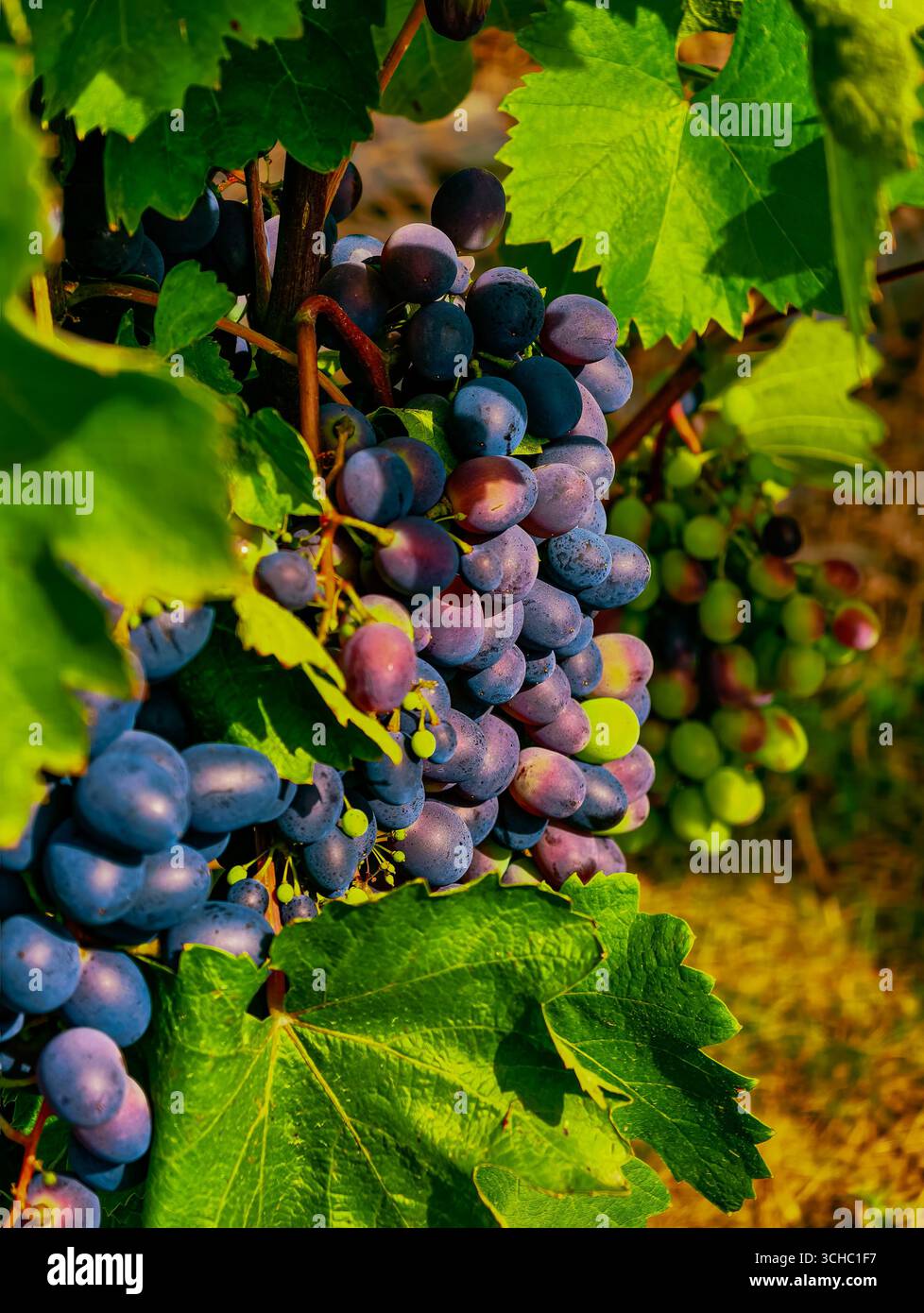 Sfondo vivace con uve organiche. Primo piano su un'incredibile vigna per le arti culinarie, la vita sana, il marketing di alimenti freschi, le promozioni digitali e la grafica di alta qualità nella pubblicità e nei social media. Foto Stock