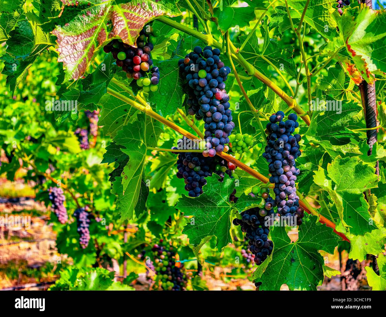 Fotografia Vibrant Organic Grapes: Primo piano di vigneti mozzafiato per le arti culinarie, la vita sana, il marketing di alimenti freschi, le promozioni digitali e la grafica di alta qualità nella pubblicità e nei social media. Foto Stock