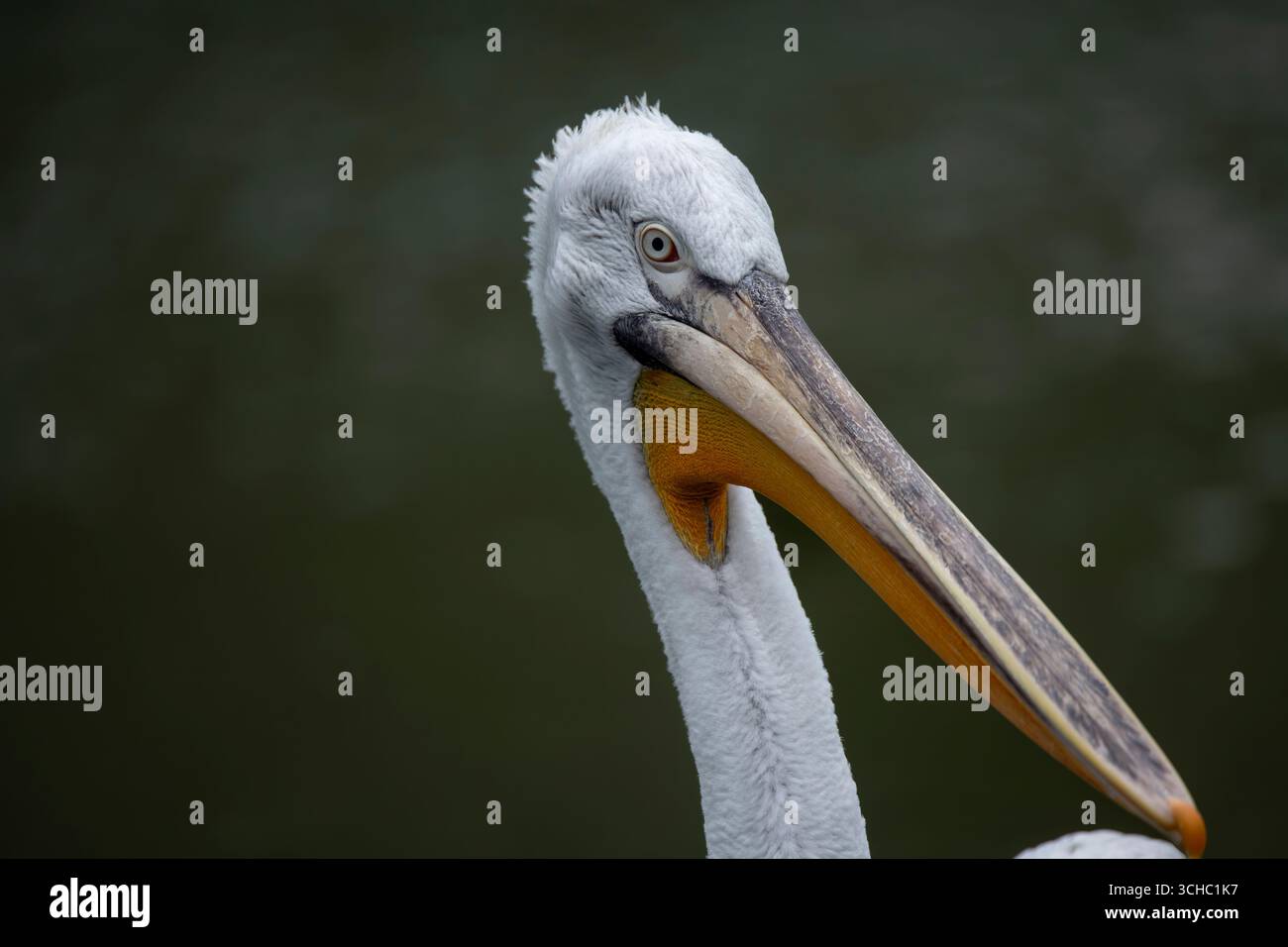 Il Pelicano dalmata (Pelecanus crispus), noto anche come Pelicano dalla testa riccia, è il più grande membro della famiglia pelicana. Foto Stock