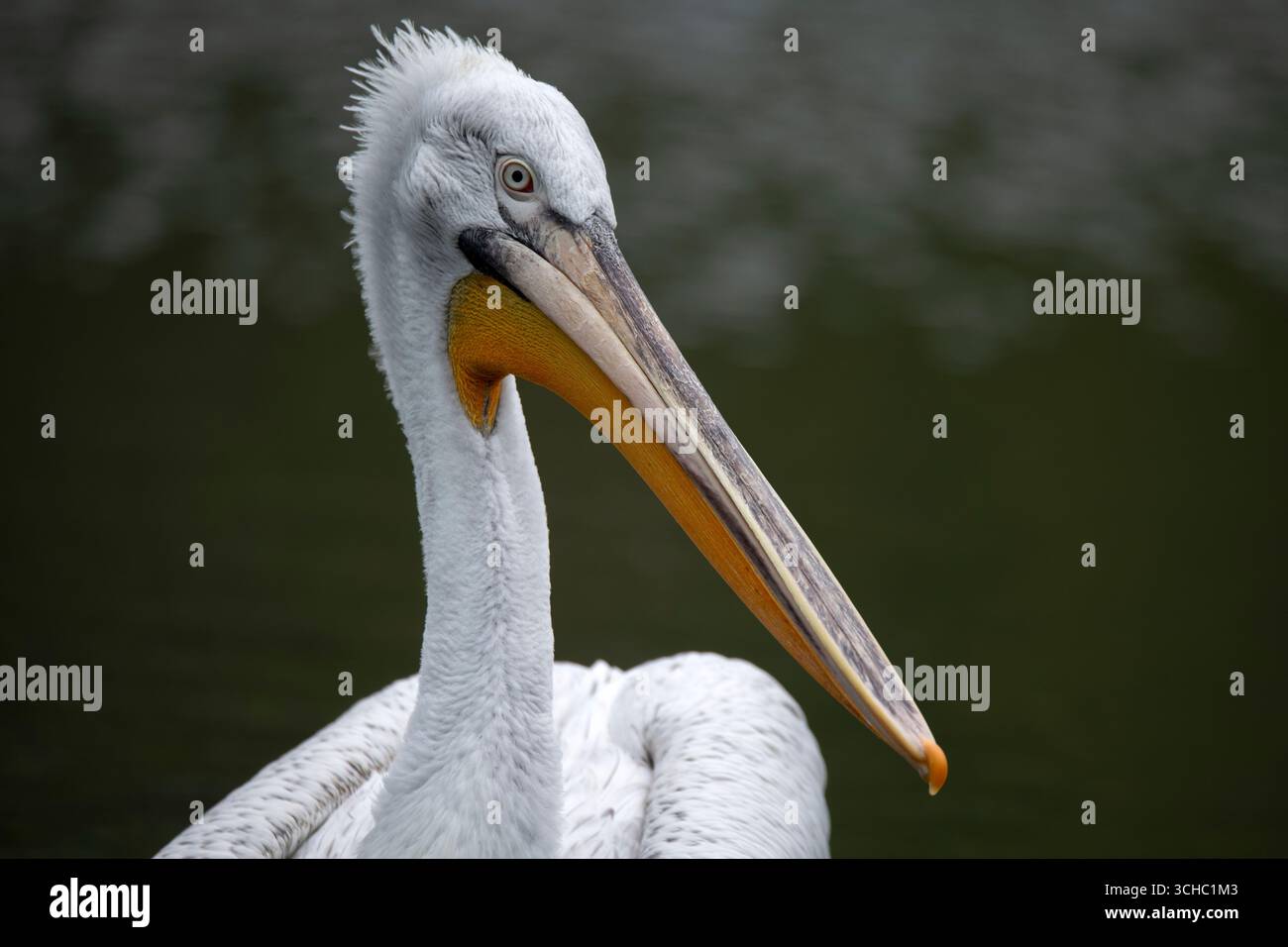 Il Pelicano dalmata (Pelecanus crispus), noto anche come Pelicano dalla testa riccia, è il più grande membro della famiglia pelicana. Foto Stock