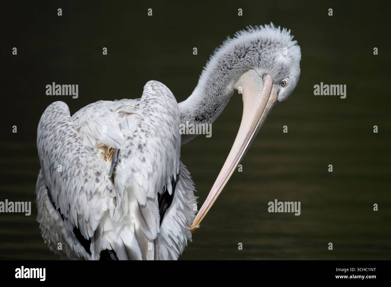 Il Pelicano dalmata (Pelecanus crispus), noto anche come Pelicano dalla testa riccia, è il più grande membro della famiglia pelicana. Foto Stock