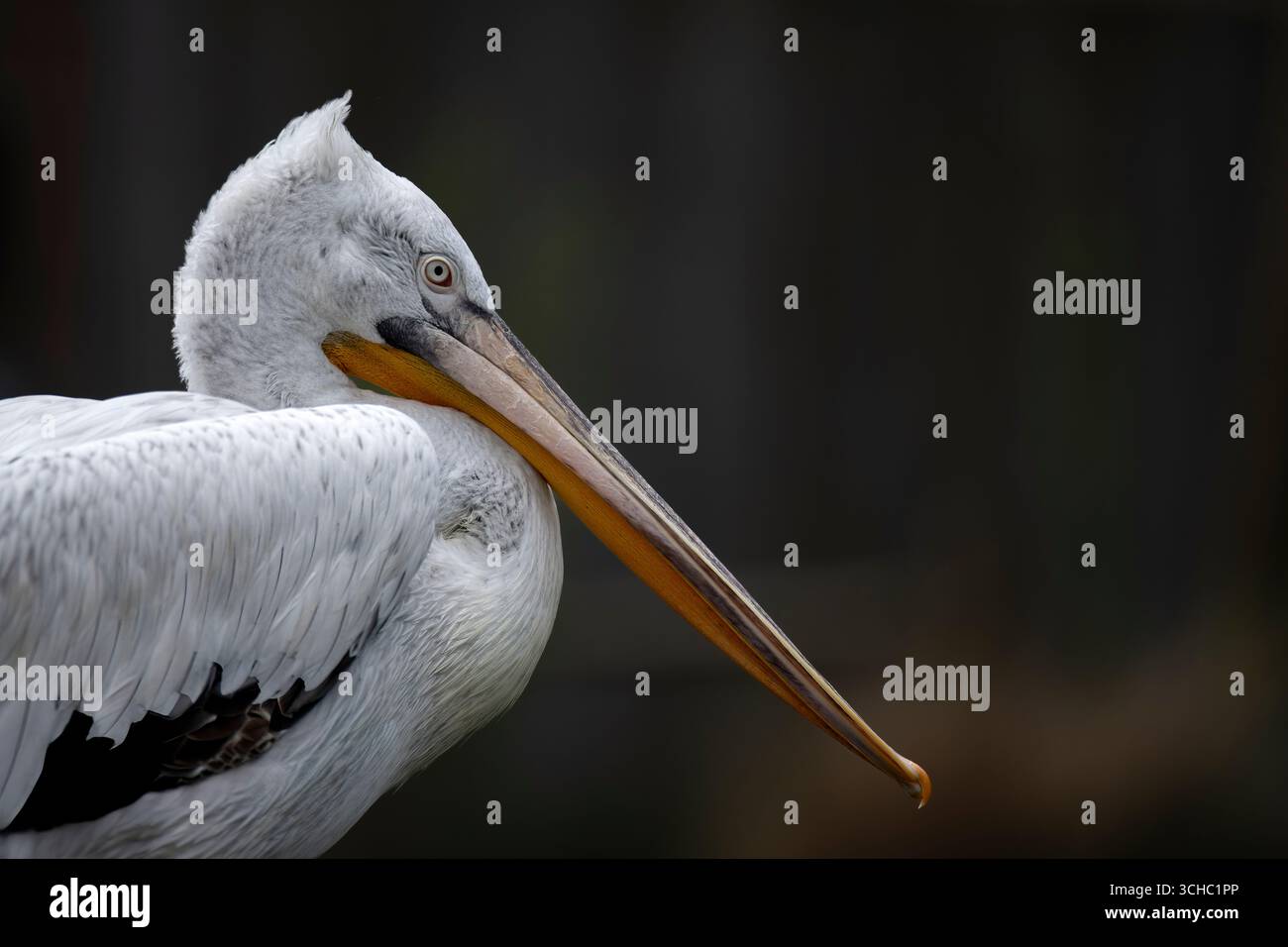 Il Pelicano dalmata (Pelecanus crispus), noto anche come Pelicano dalla testa riccia, è il più grande membro della famiglia pelicana. Foto Stock