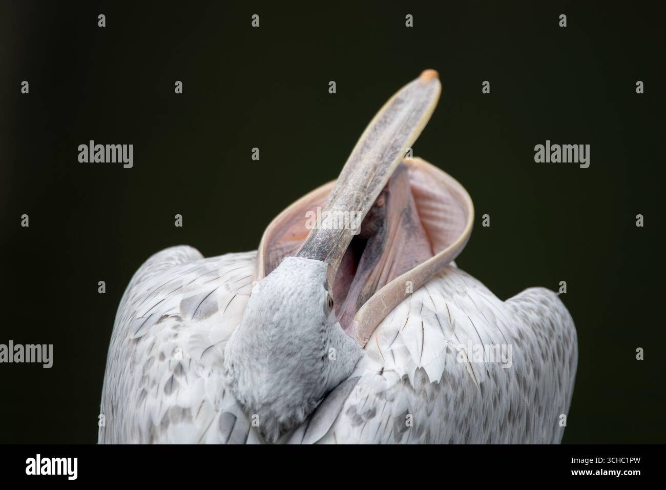 Il Pelicano dalmata (Pelecanus crispus), noto anche come Pelicano dalla testa riccia, è il più grande membro della famiglia pelicana. Foto Stock