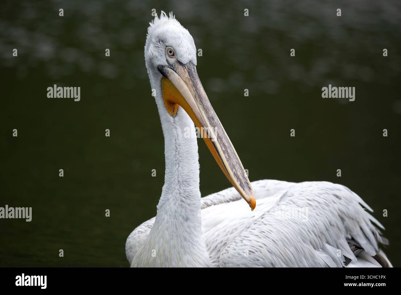 Il Pelicano dalmata (Pelecanus crispus), noto anche come Pelicano dalla testa riccia, è il più grande membro della famiglia pelicana. Foto Stock
