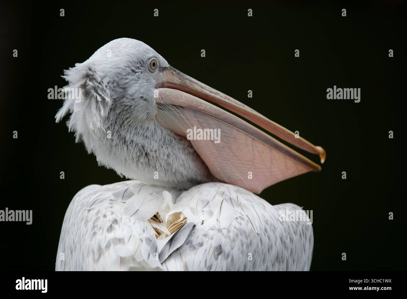 Il Pelicano dalmata (Pelecanus crispus), noto anche come Pelicano dalla testa riccia, è il più grande membro della famiglia pelicana. Foto Stock