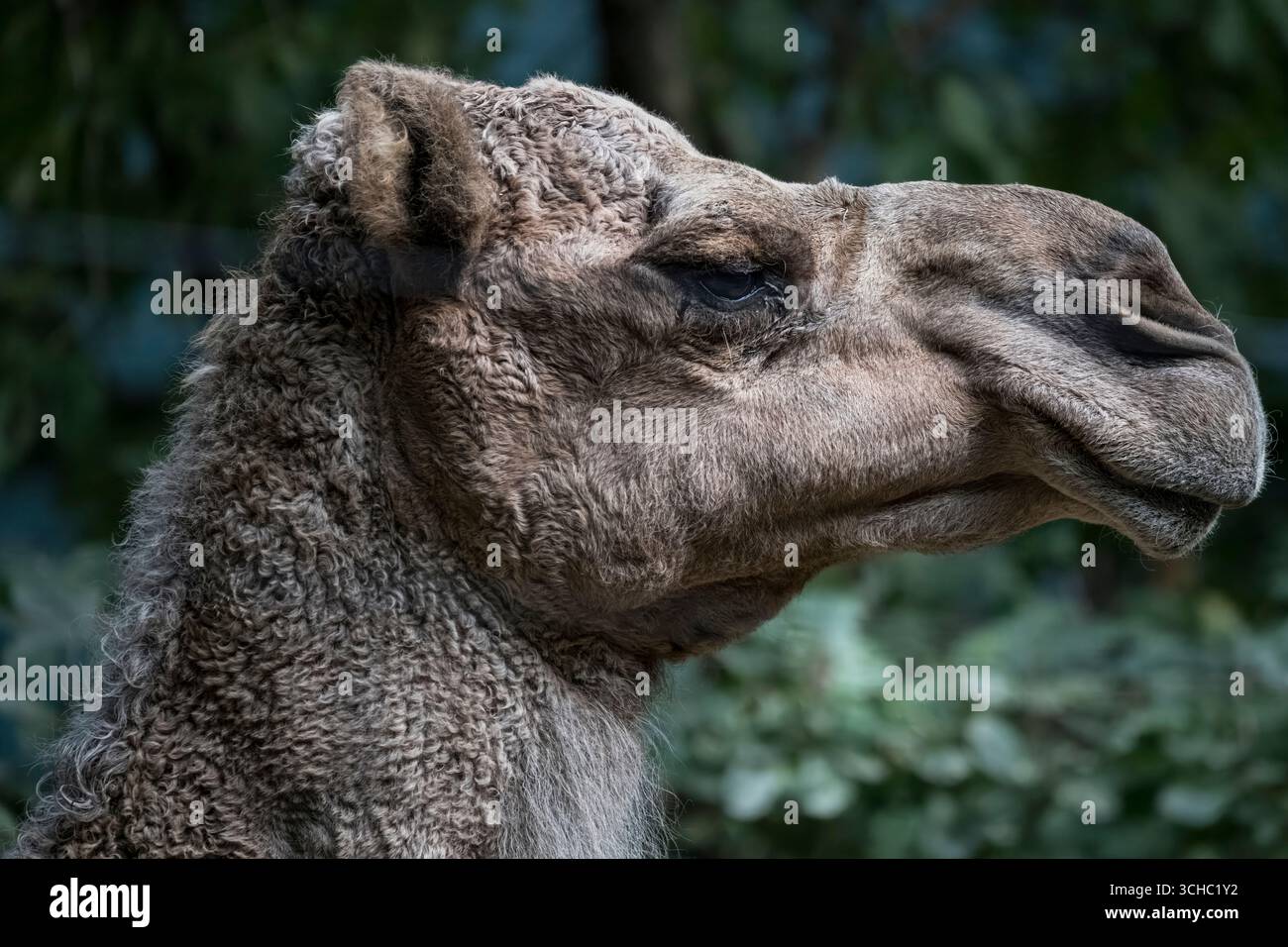 Il cammello Dromedary (Camelus dromedarius), noto anche come cammello arabo e cammello con una sola gola. Foto Stock