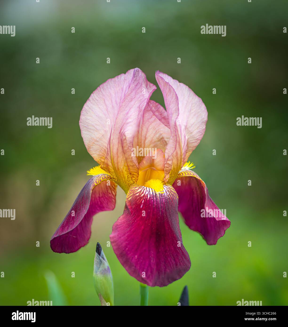 Primo piano di un vivace fiore d'Iris in piena fioritura Foto Stock