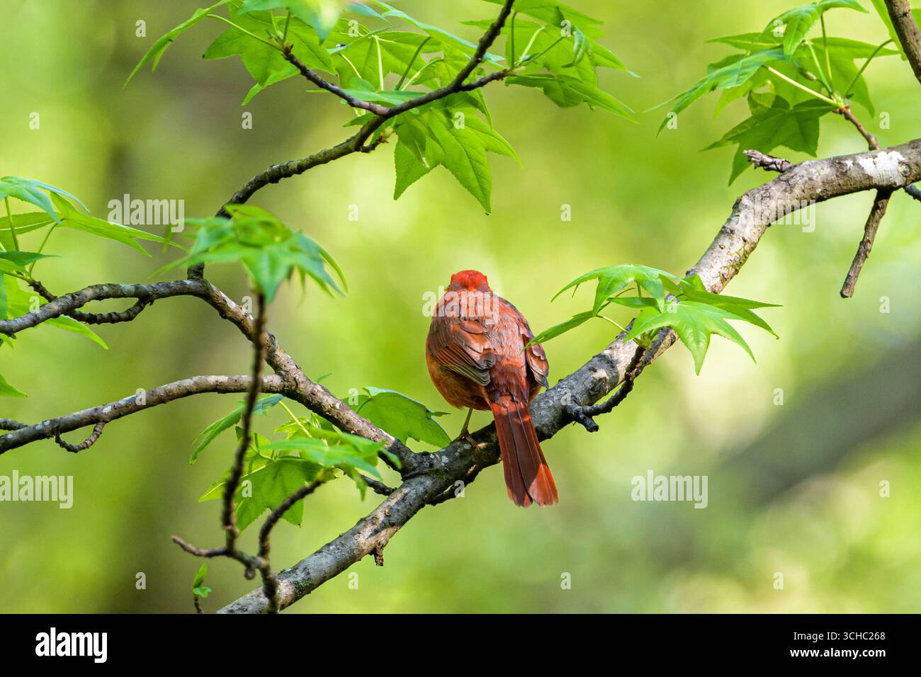 Un cardinale rosso vibrante arroccato su un ramo d'albero, circondato da fresche foglie verdi Foto Stock