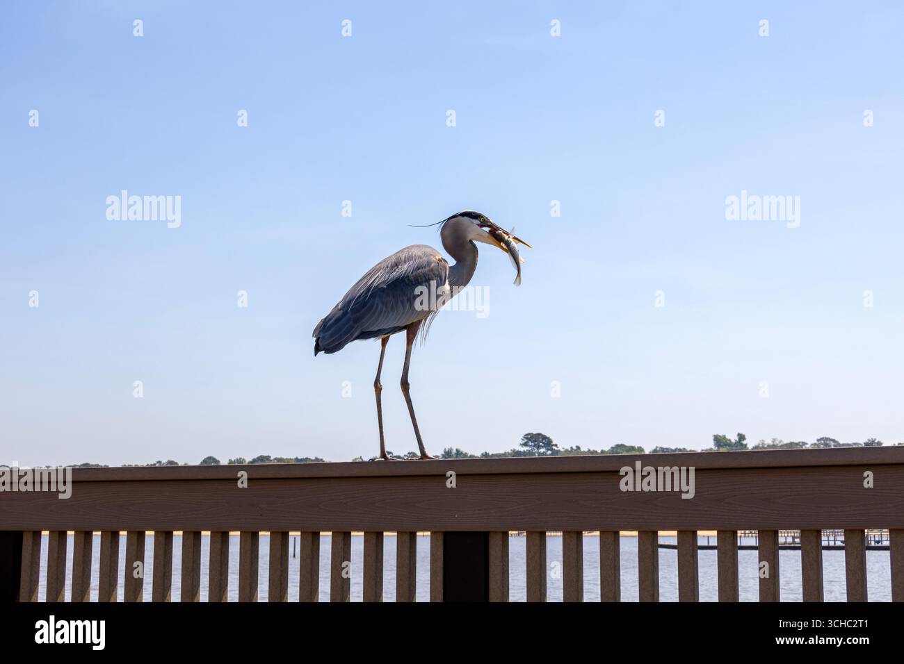Great Blue Heron al Fairhope, Alabama Pier sulla Mobile Bay Foto Stock