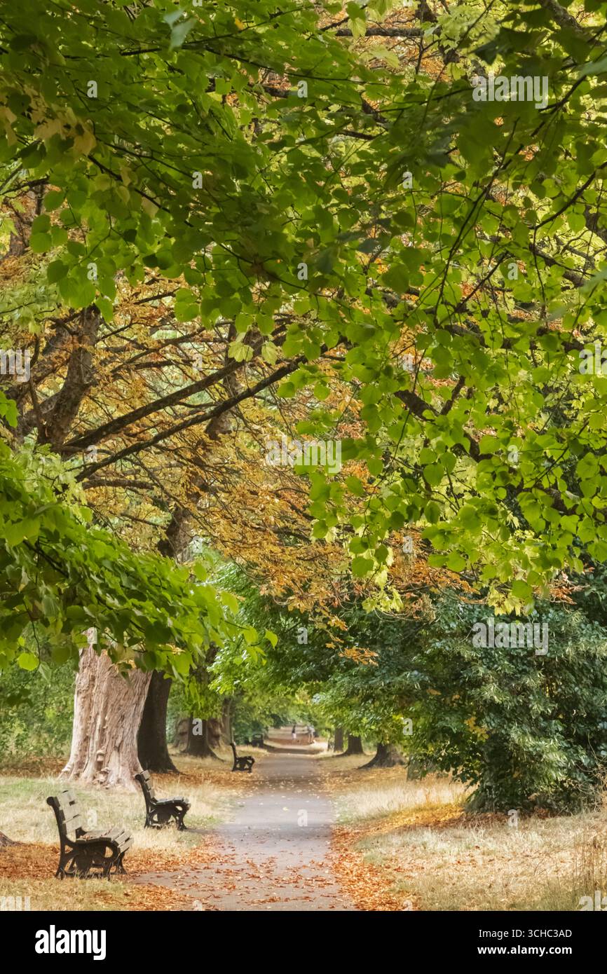 Inghilterra, Somerset, Bath, Royal Victoria Park, Straight Footpath e Green Trees Foto Stock