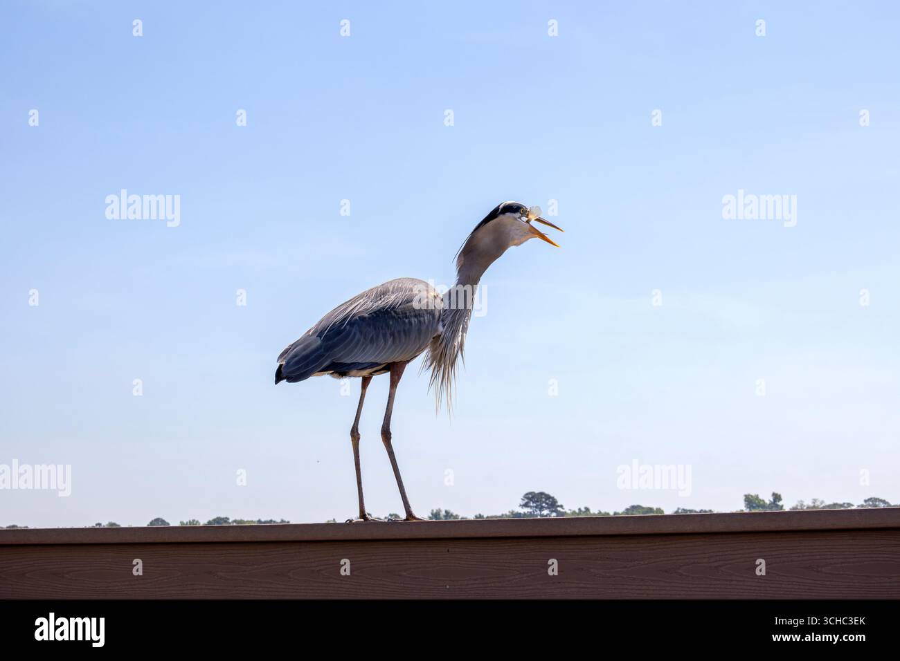 Great Blue Heron al Fairhope, Alabama Pier sulla Mobile Bay Foto Stock
