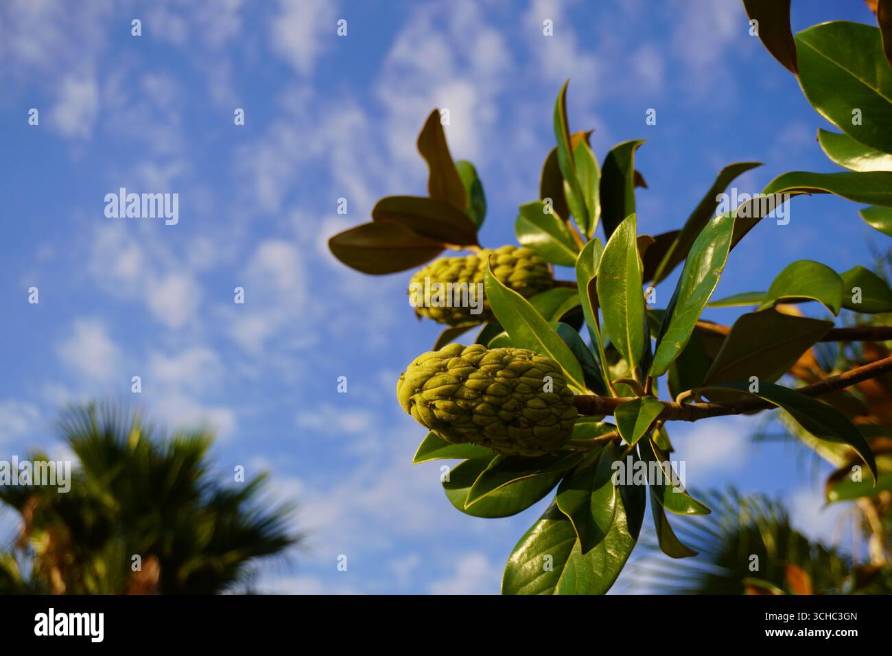 Frutto della Magnolia su un albero contro il cielo limpido e lussureggiante fogliame verde in dettaglio, simbolo della natura, della pace e della bellezza tropicale Foto Stock