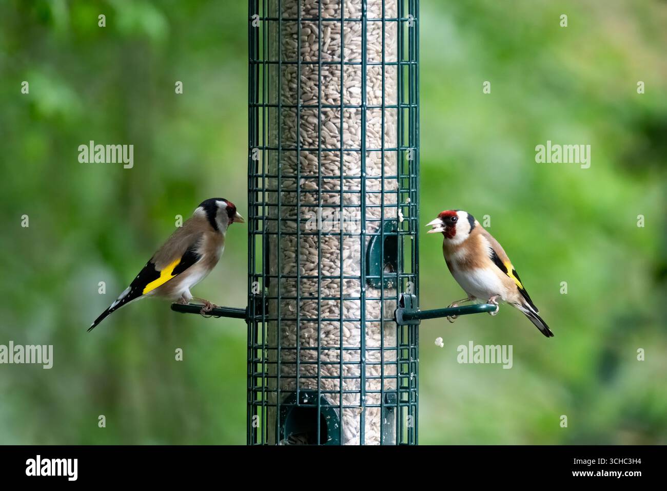 Il Goldfinch europeo (Carduelis carduelis), un piccolo uccello passerino della famiglia finch. Foto Stock