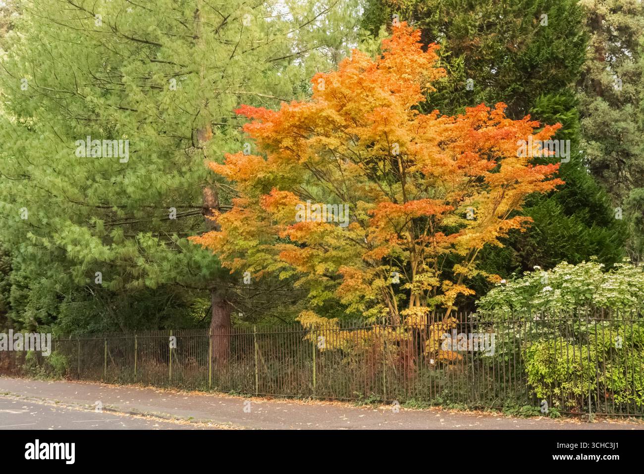 Inghilterra, Somerset, Bath, Royal Victoria Park, The Great Dell, foglie d'autunno Foto Stock