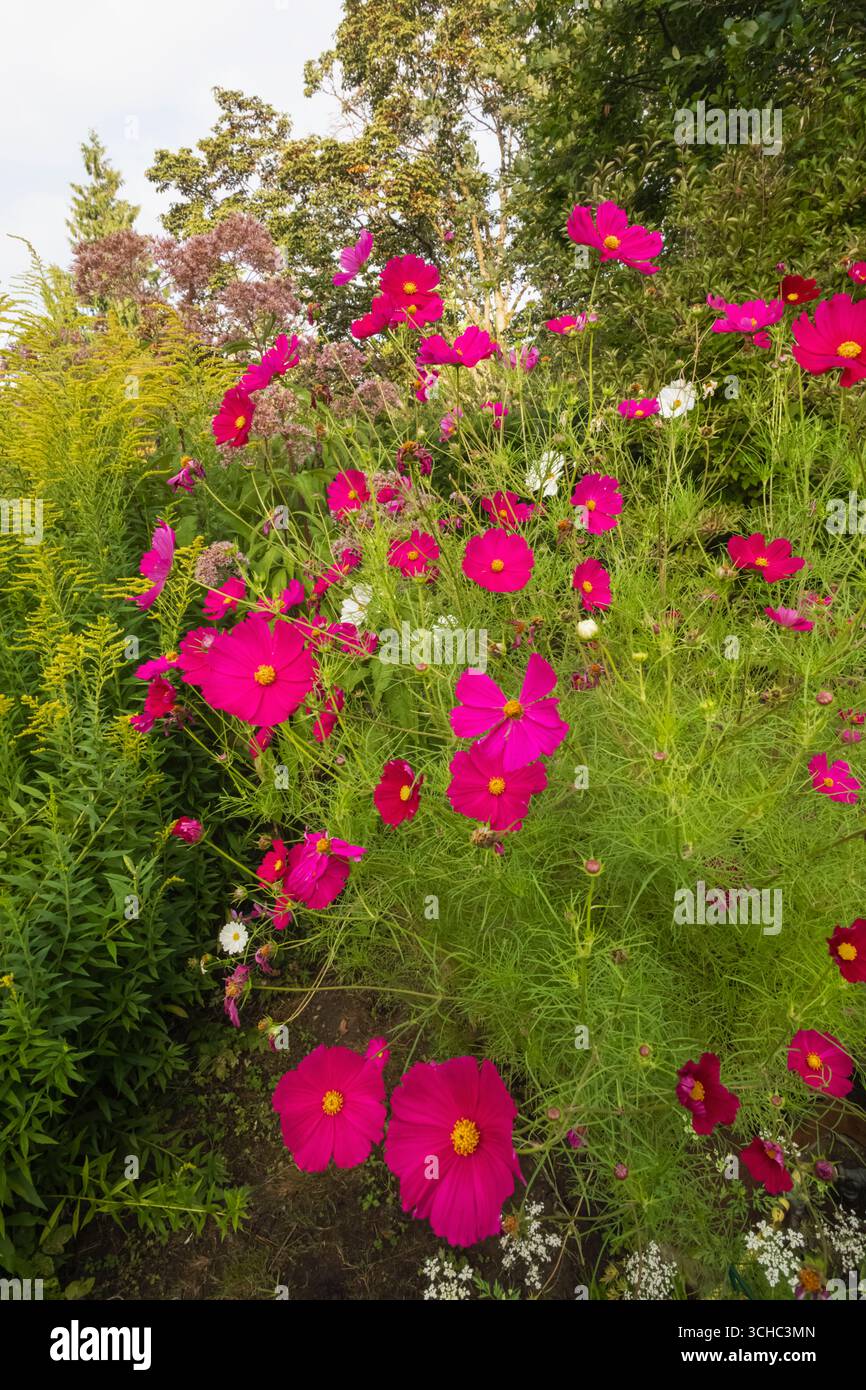 Inghilterra, Somerset, Bath, Royal Victoria Park, i giardini botanici, fiori colorati in fiore Foto Stock