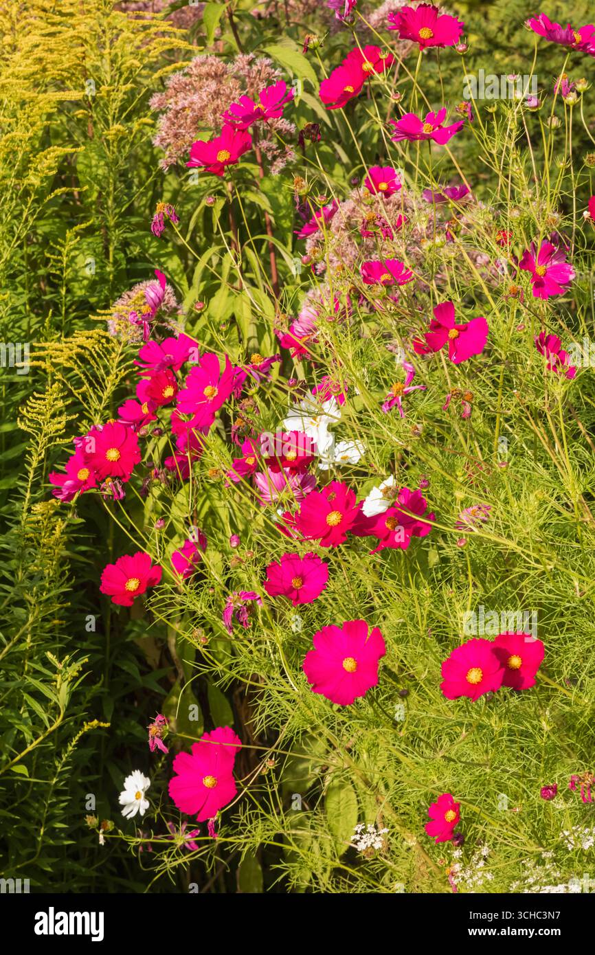 Inghilterra, Somerset, Bath, Royal Victoria Park, i giardini botanici, fiori colorati in fiore Foto Stock