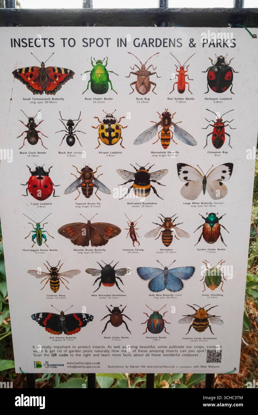 Inghilterra, Somerset, Bath, Royal Victoria Park, i giardini botanici, poster illustrato che mostra gli insetti da individuare nei giardini e nei parchi Foto Stock