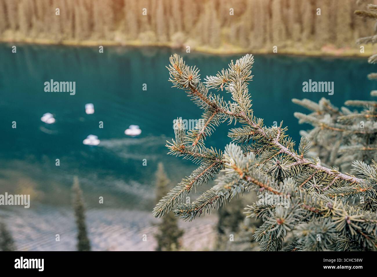 Primo piano di un ramo di pino con sfondo sfocato di un lago alpino turchese con barche Foto Stock
