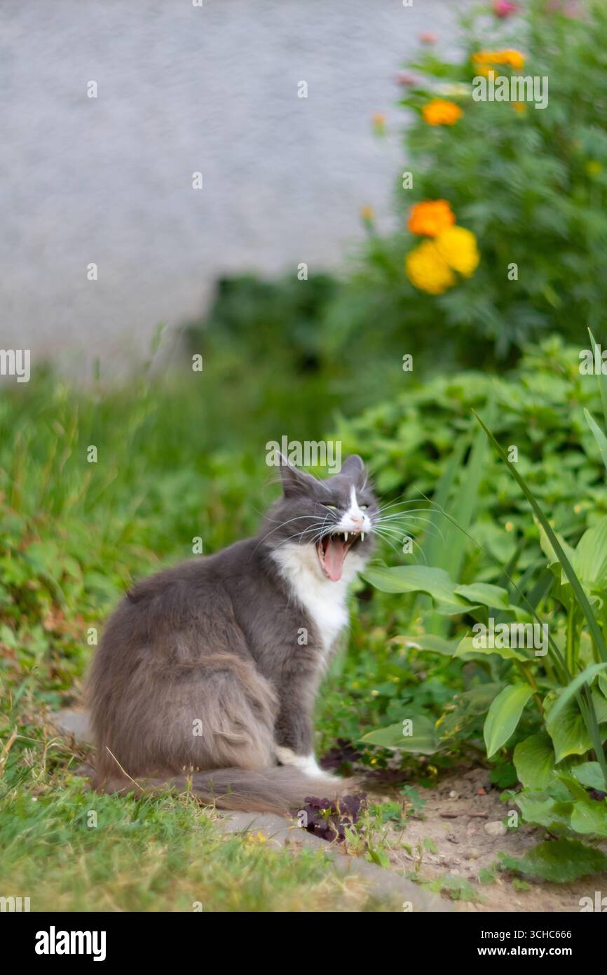 Gatto grigio affumicato con petto bianco che sbadiglia all'aperto vicino al letto dei fiori Foto Stock