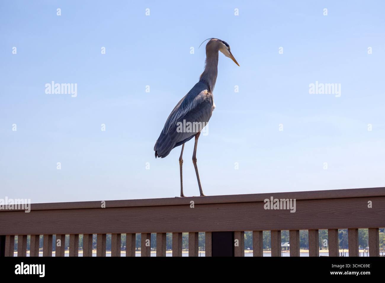 Great Blue Heron al Fairhope, Alabama Pier sulla Mobile Bay Foto Stock