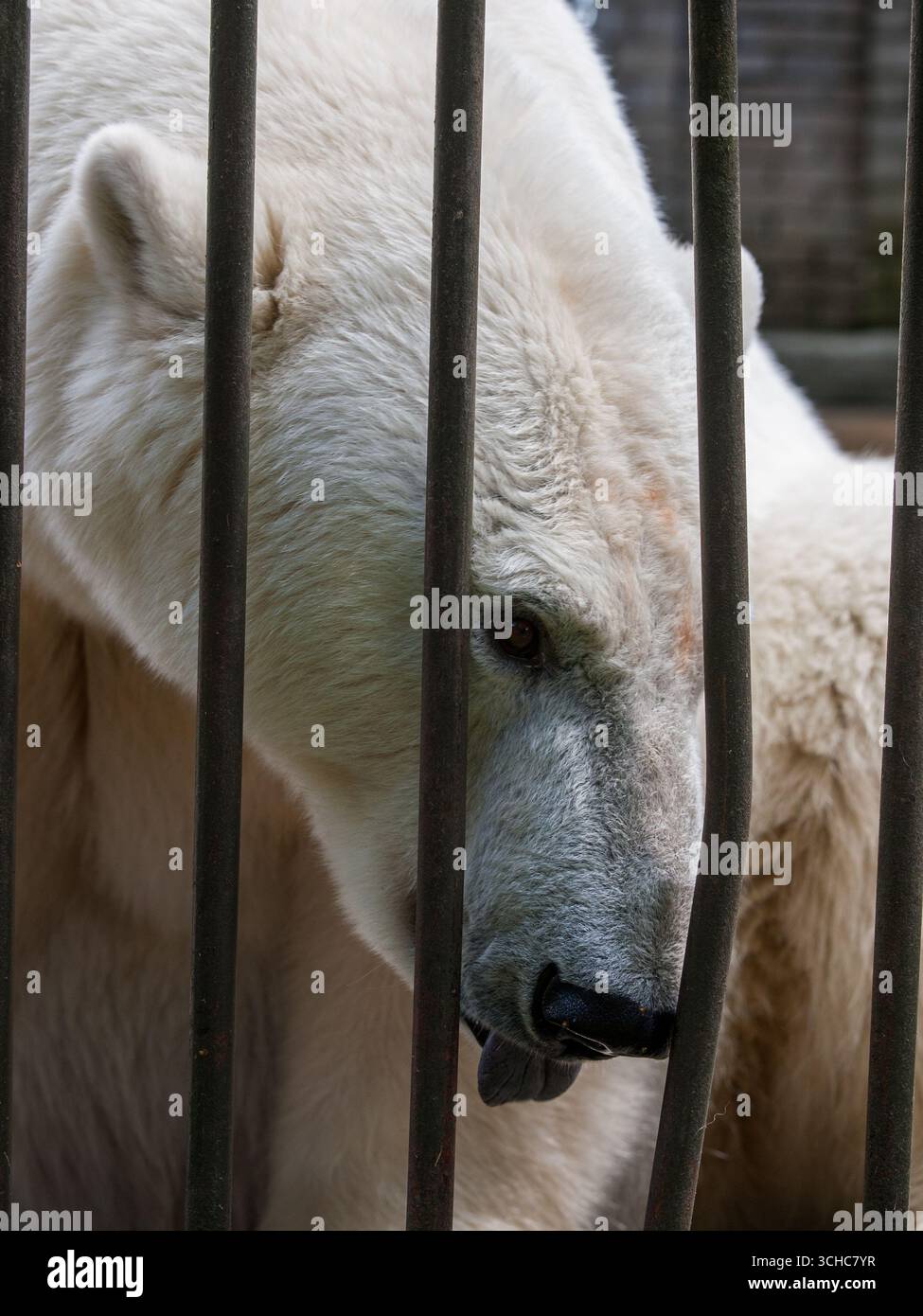 Tallinn, Estonia. 23 luglio 2009. Primo piano di un orso polare dietro le sbarre allo zoo di Tallinn, simbolo della prigionia della fauna selvatica e dei problemi di conservazione Foto Stock