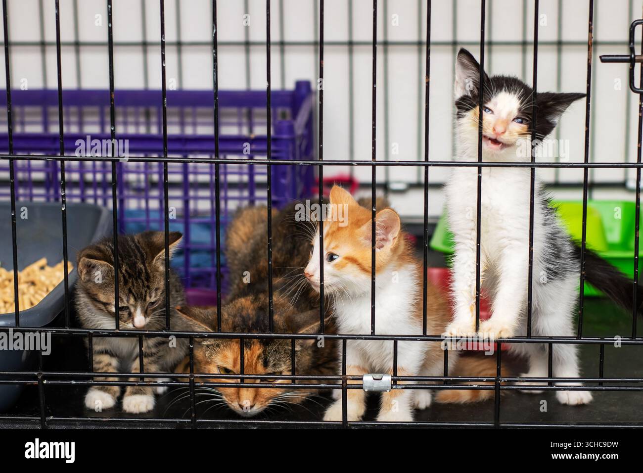 Un gruppo di gattini giocosi sbircia fuori da una gabbia di riparo, pronti per l'adozione e case amorevoli. Foto Stock