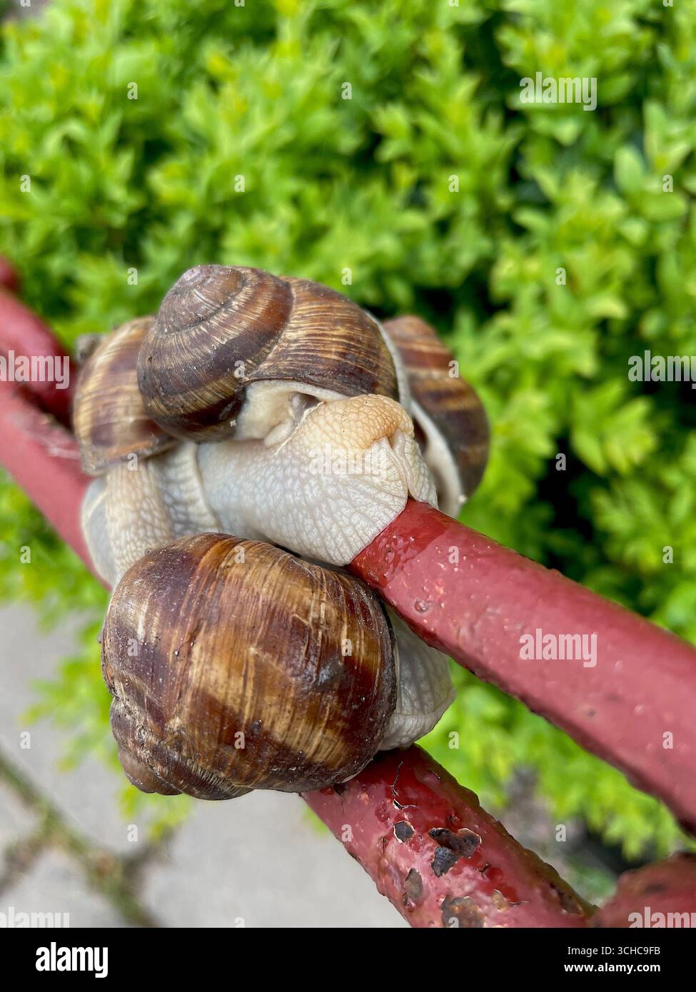 Le lumache si abbinano alla natura in primavera estate Foto Stock