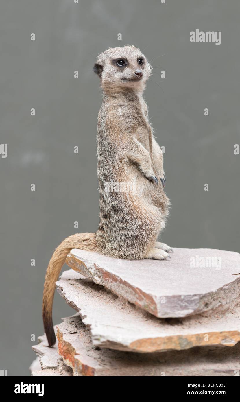 Meerkat dalla coda sottile (suricata suricatta) su un punto alto della guardia. Foto Stock