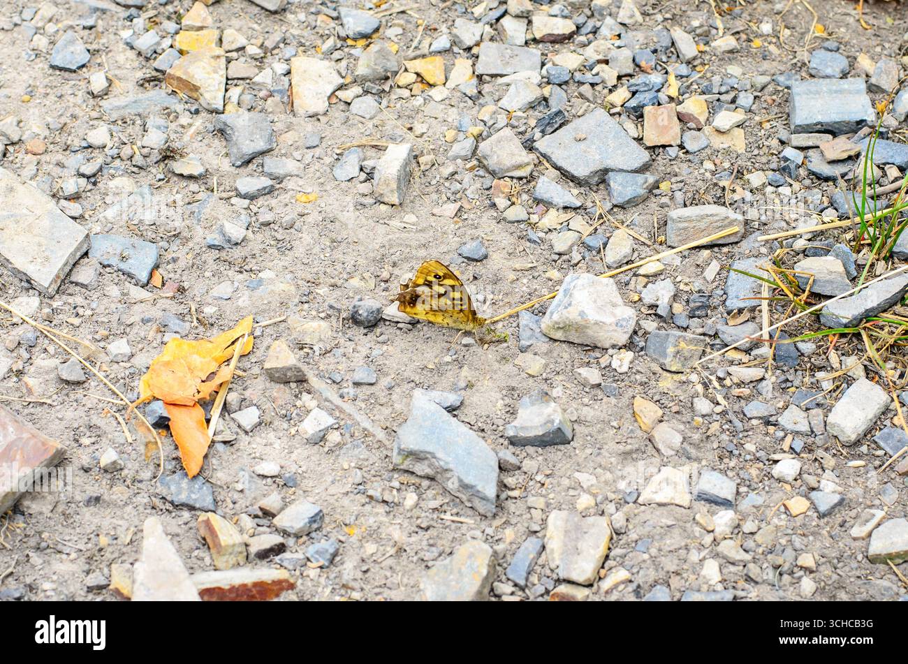 Una piccola farfalla gialla che riposa su un terreno della Foresta Rocky Dusty. Foto Stock