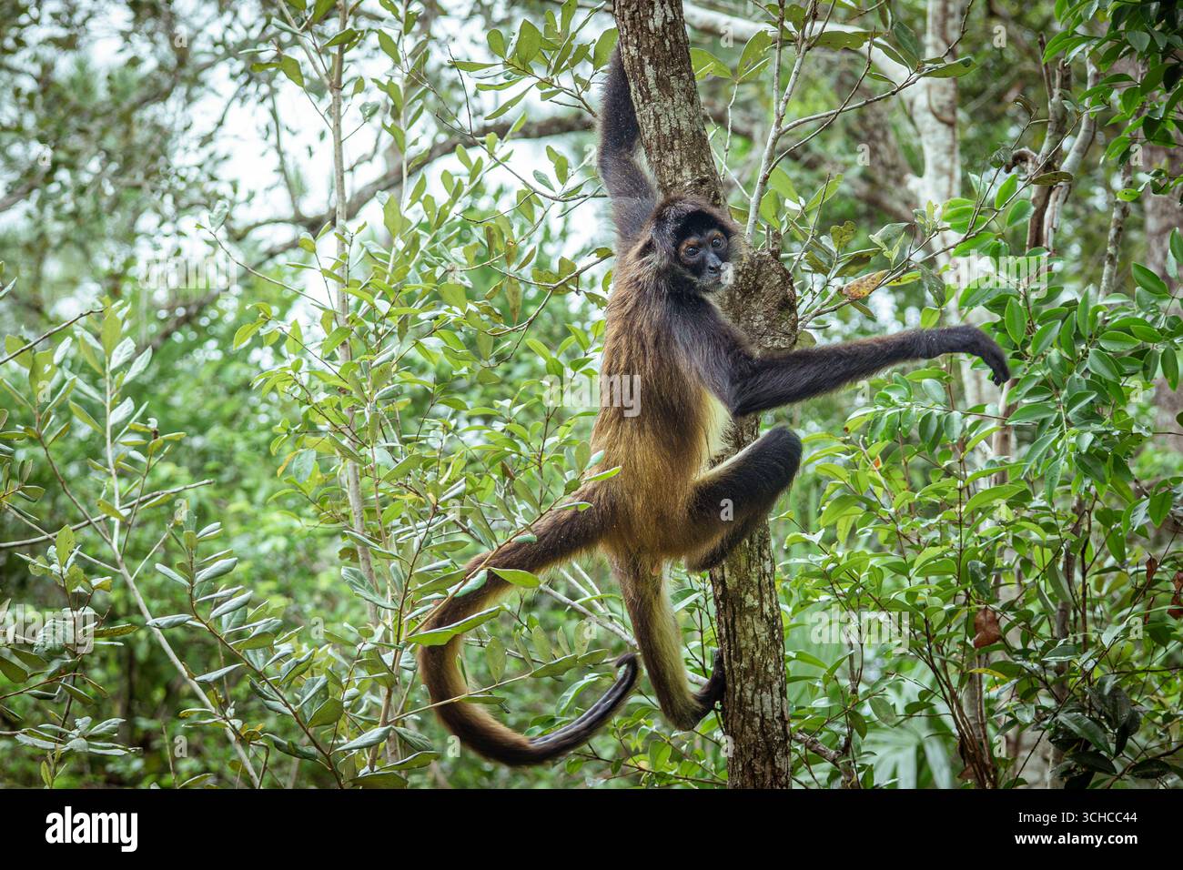 Yucatán Spider Monkey, The Belize Zoo, Belize A Yucatán ragno scimmia Ateles geoffroyi oscilla tra gli alberi al Belize Zoo, Belize, 7 luglio 2025. Questi primati altamente sociali e intelligenti vivono in grandi gruppi, trascorrendo le loro giornate in cerca di cibo e le loro notti riposando insieme. I loro arti lunghi e le robuste code prehensile le consentono loro di muoversi facilmente attraverso la tettoia della foresta. Una volta pesantemente colpita da malattie, deforestazione e il commercio illegale di animali domestici, questa specie rimane in pericolo in natura. Lo zoo del Belize sostiene la loro protezione attraverso programmi di educazione e arricchimento. La Democracia bel Foto Stock
