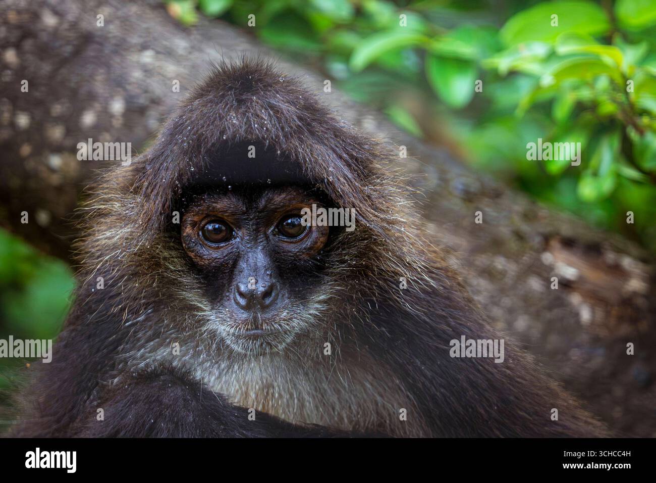 Yucatán Spider Monkey, The Belize Zoo, Belize A Yucatán ragno scimmia Ateles geoffroyi oscilla tra gli alberi al Belize Zoo, Belize, 7 luglio 2025. Questi primati altamente sociali e intelligenti vivono in grandi gruppi, trascorrendo le loro giornate in cerca di cibo e le loro notti riposando insieme. I loro arti lunghi e le robuste code prehensile le consentono loro di muoversi facilmente attraverso la tettoia della foresta. Una volta pesantemente colpita da malattie, deforestazione e il commercio illegale di animali domestici, questa specie rimane in pericolo in natura. Lo zoo del Belize sostiene la loro protezione attraverso programmi di educazione e arricchimento. La Democracia bel Foto Stock