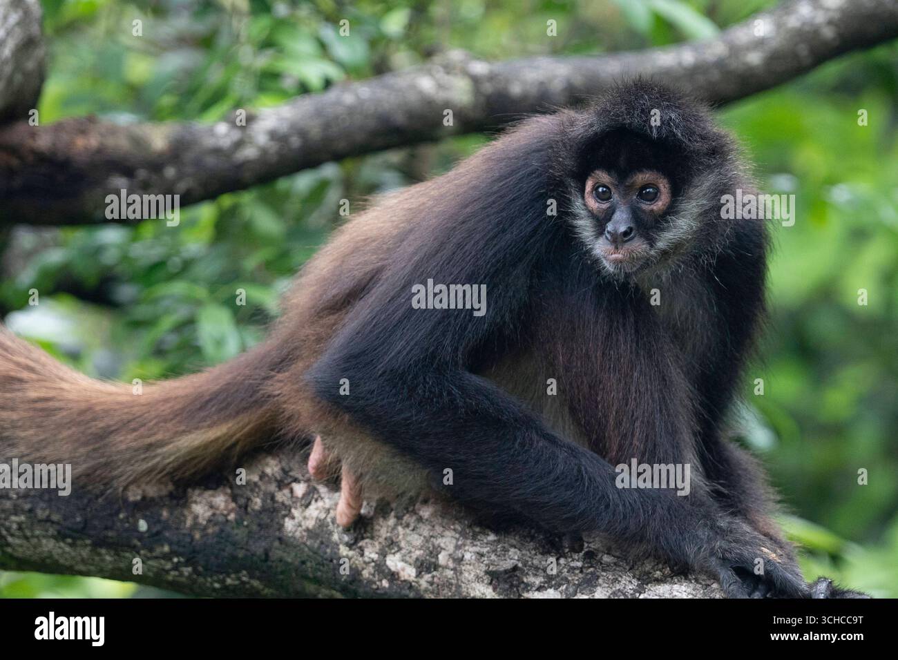 Yucatán Spider Monkey, The Belize Zoo, Belize A Yucatán ragno scimmia Ateles geoffroyi oscilla tra gli alberi al Belize Zoo, Belize, 7 luglio 2025. Questi primati altamente sociali e intelligenti vivono in grandi gruppi, trascorrendo le loro giornate in cerca di cibo e le loro notti riposando insieme. I loro arti lunghi e le robuste code prehensile le consentono loro di muoversi facilmente attraverso la tettoia della foresta. Una volta pesantemente colpita da malattie, deforestazione e il commercio illegale di animali domestici, questa specie rimane in pericolo in natura. Lo zoo del Belize sostiene la loro protezione attraverso programmi di educazione e arricchimento. La Democracia bel Foto Stock