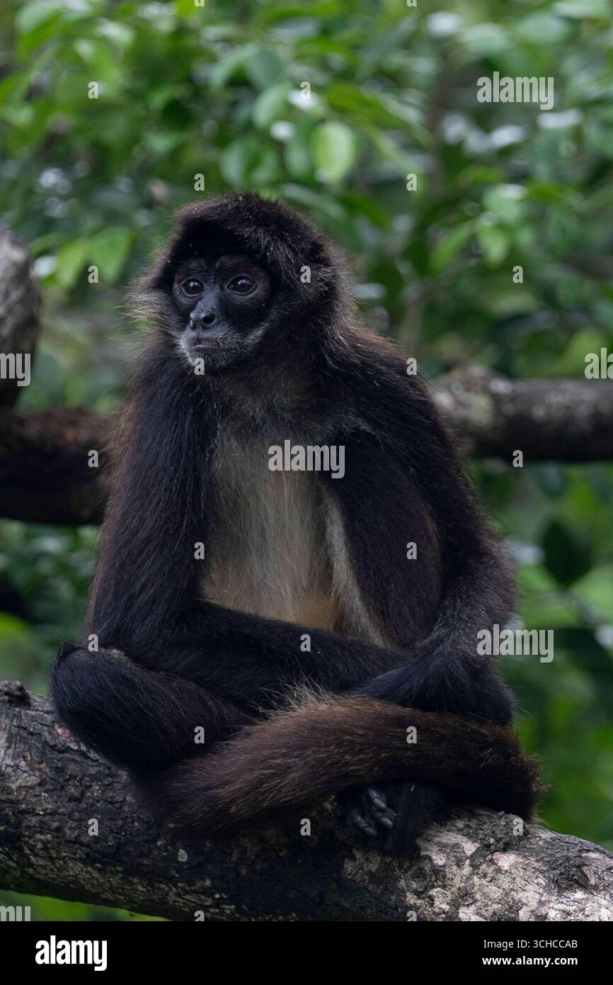Yucatán Spider Monkey, The Belize Zoo, Belize A Yucatán ragno scimmia Ateles geoffroyi oscilla tra gli alberi al Belize Zoo, Belize, 7 luglio 2025. Questi primati altamente sociali e intelligenti vivono in grandi gruppi, trascorrendo le loro giornate in cerca di cibo e le loro notti riposando insieme. I loro arti lunghi e le robuste code prehensile le consentono loro di muoversi facilmente attraverso la tettoia della foresta. Una volta pesantemente colpita da malattie, deforestazione e il commercio illegale di animali domestici, questa specie rimane in pericolo in natura. Lo zoo del Belize sostiene la loro protezione attraverso programmi di educazione e arricchimento. La Democracia bel Foto Stock